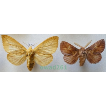 Euthrix potatoria (Linnaeus, 1758) pair Barczatka napójka Czech80n